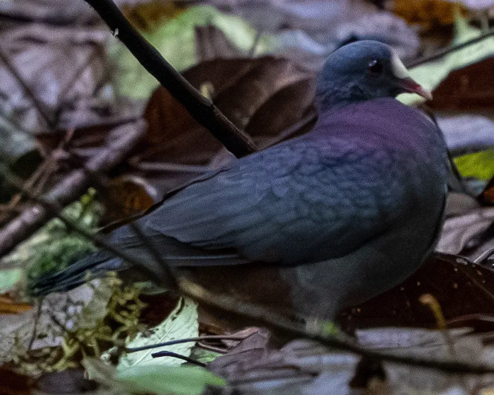 File:White-fronted quail-dove (Geotrygon leucometopia) (cropped).jpg