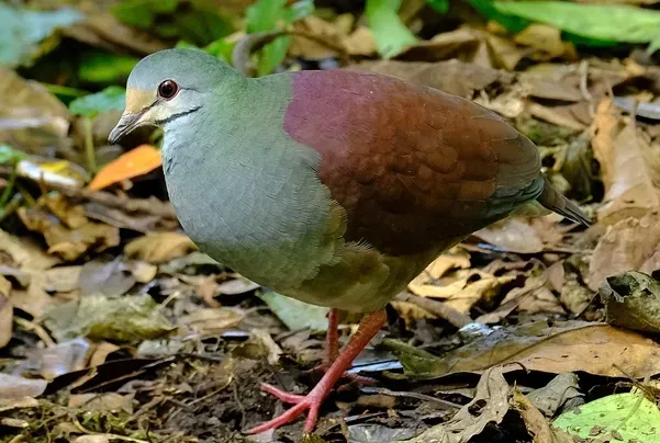 File:Zentrygon costaricensis 251810895 (cropped).jpg
