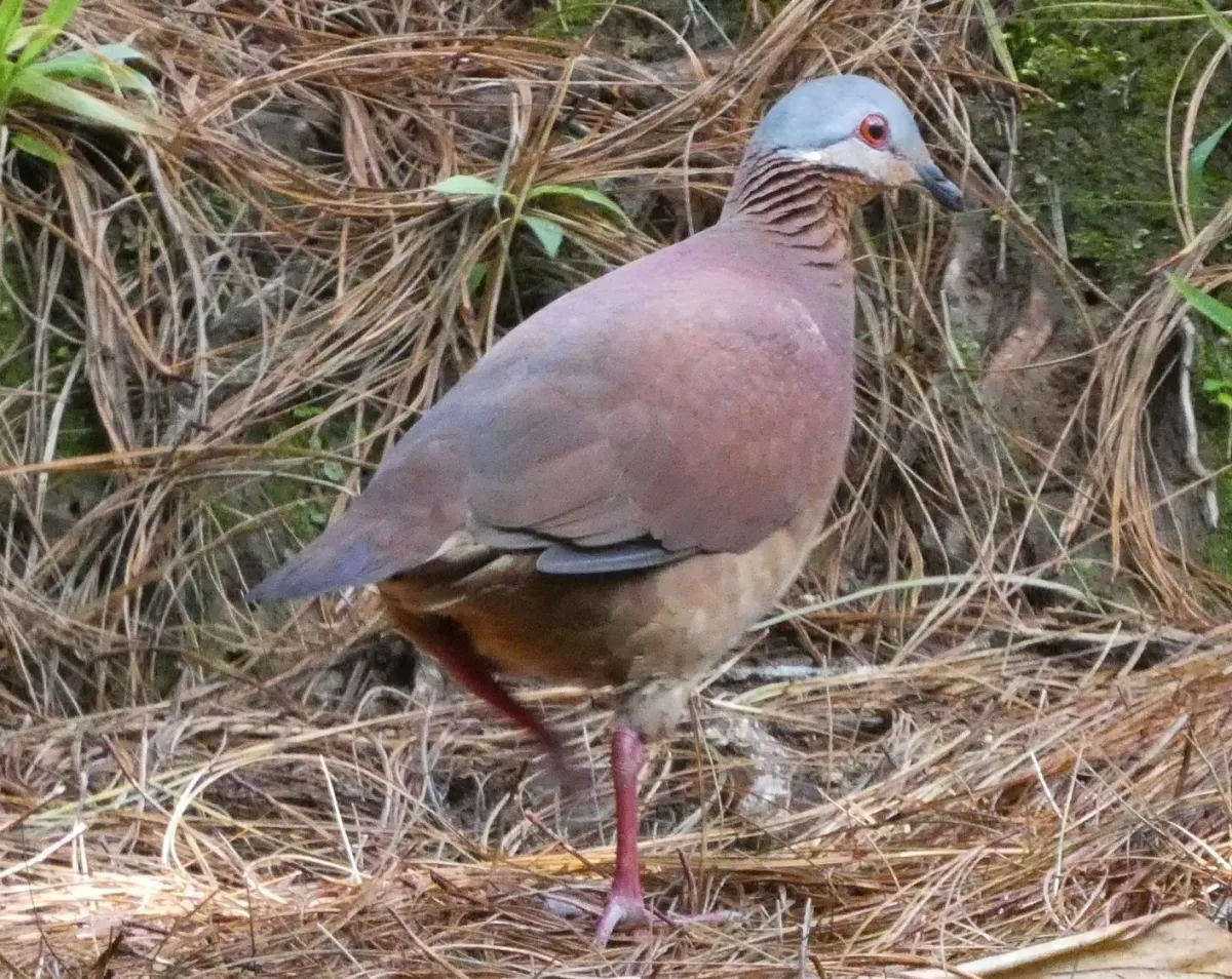 File:Zentrygon chiriquensis 112483716 (cropped).jpg