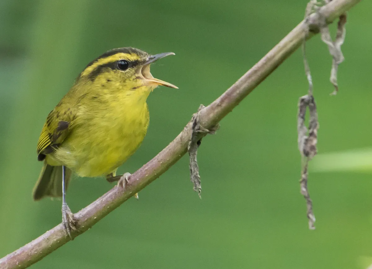 File:Mountain Leaf Warbler - Phylloscopus trivirgatus (49475888026).jpg