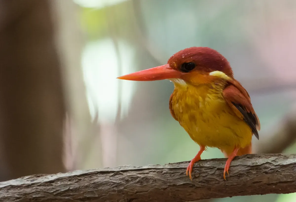 File:Rufous-backed Dwarf-Kingfisher - Ceyx rufidorsa (49475417603).jpg