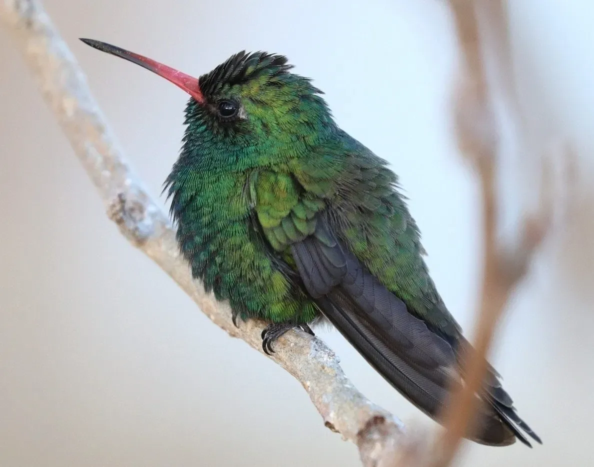 File:Tres Marías Hummingbird (Cynanthus lawrencei) (cropped).jpg