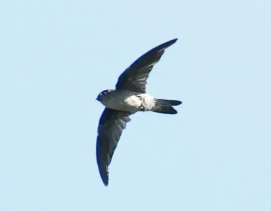 File:Seychelles swiftlet (Aerodramus elaphrus) (cropped).jpg
