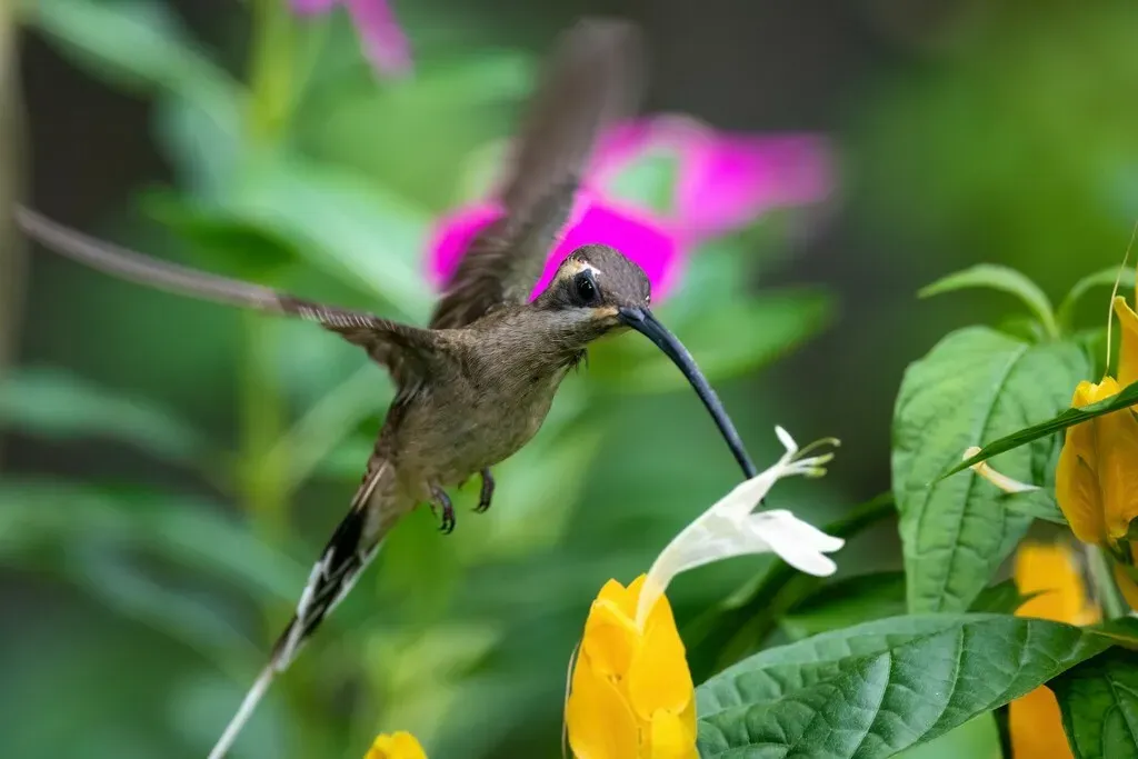 File:Mexican Hermit (Phaethornis mexicanus).jpg