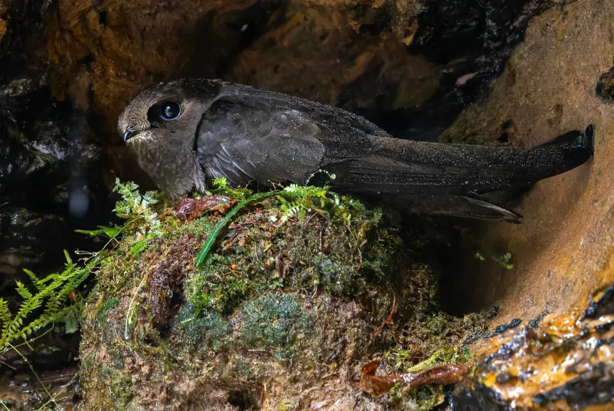 File:Cypseloides cryptus - Paulo Mascaretti - 516283675 (cropped).jpeg