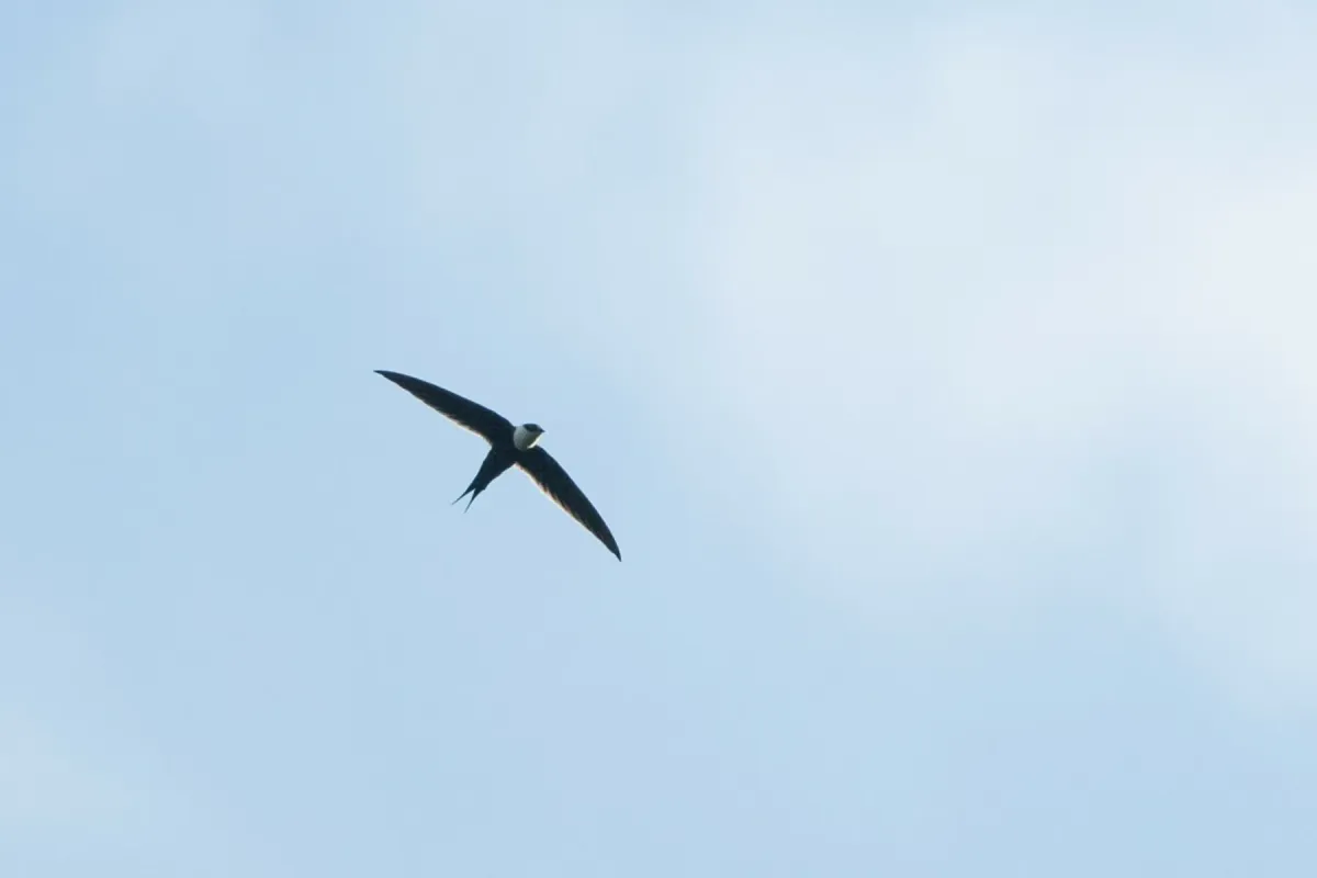 File:Great Swallow-tailed Swift (Panyptila sanctihieronymi).jpg
