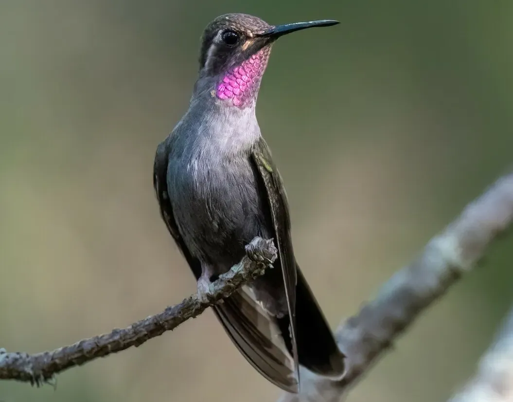 File:Amethyst-throated Mountain-gem (Lampornis amethystinus) (cropped).jpg