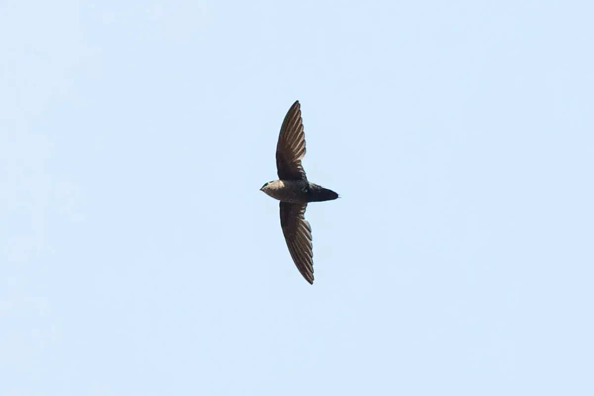 File:Grey-rumped Swift (Chaetura cinereiventris).jpg