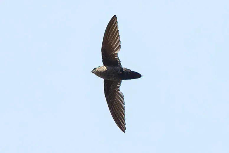 File:Grey-rumped Swift (Chaetura cinereiventris) (cropped).jpg