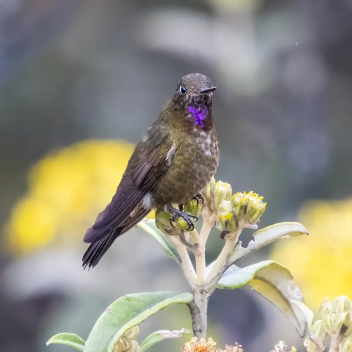 File:Violet-throated metaltail (Metallura baroni).jpg