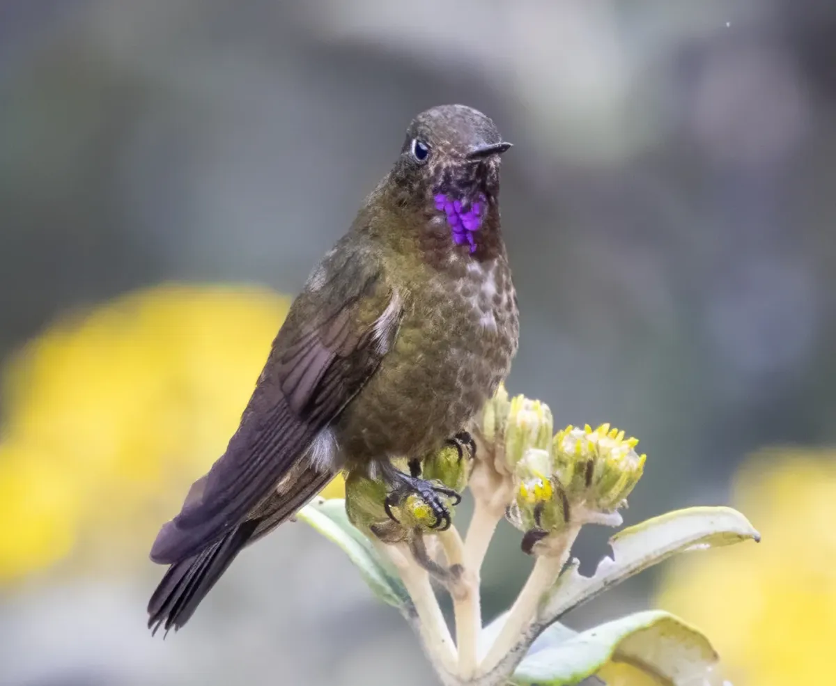 File:Violet-throated metaltail (Metallura baroni) (cropped).jpg