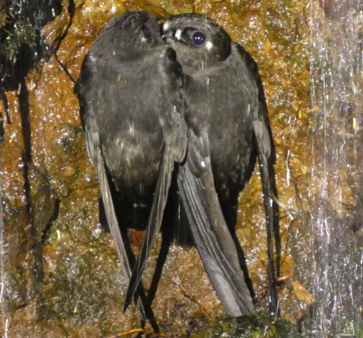 File:Spot-fronted Swift (Cypseloides cherriei) (cropped).jpg