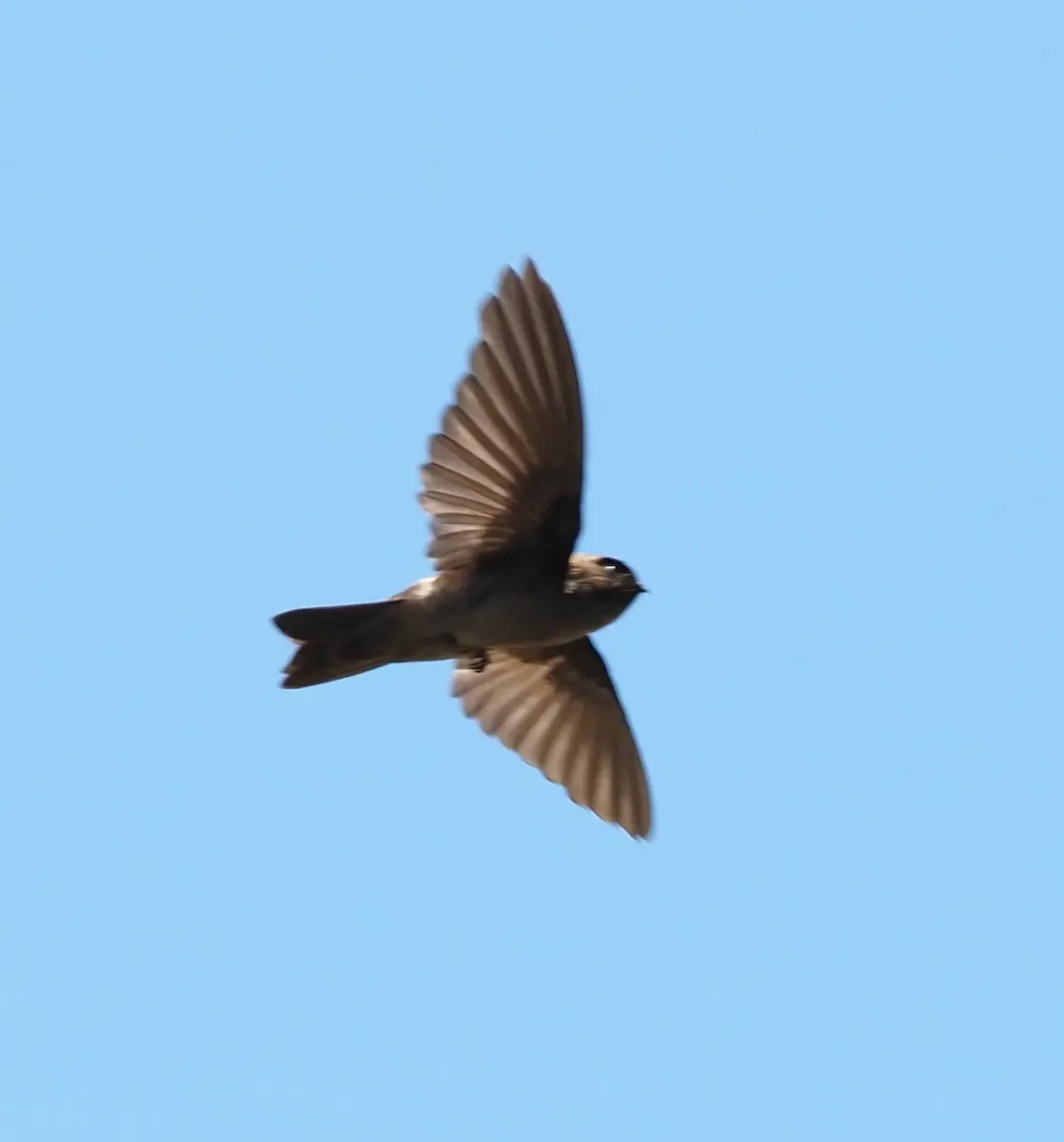 File:Marquesan swiftlet (Aerodramus ocistus).jpg