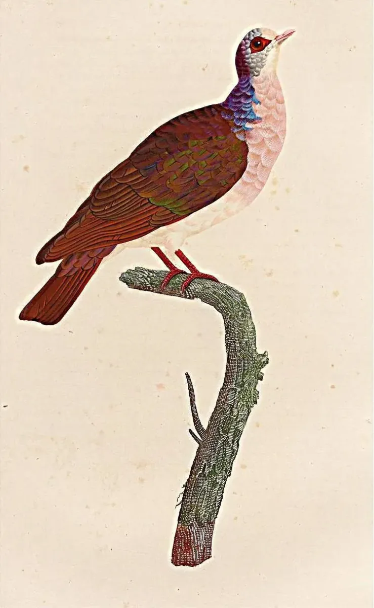 File:Geotrygon violacea.jpg