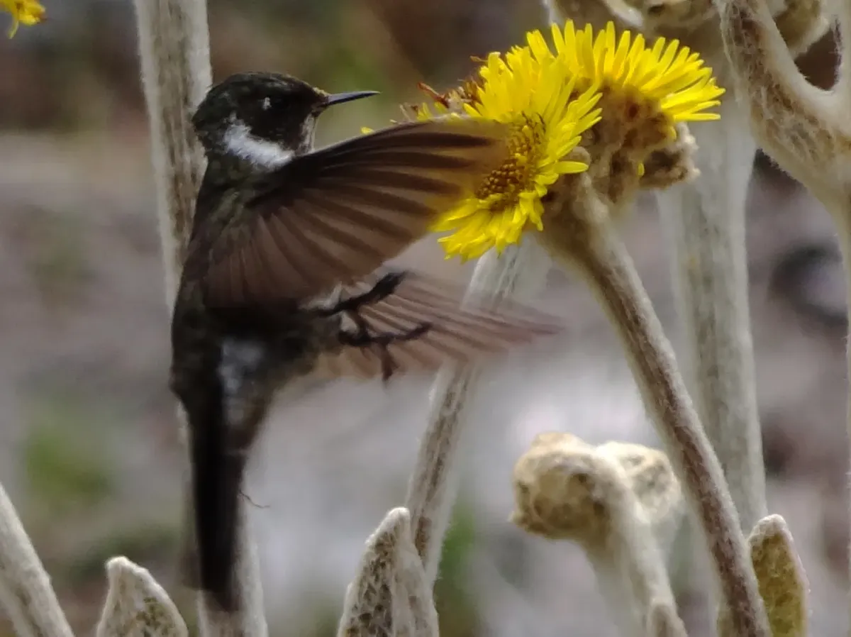 File:White-bearded helmetcrest (Oxypogon lindenii) (cropped).JPG