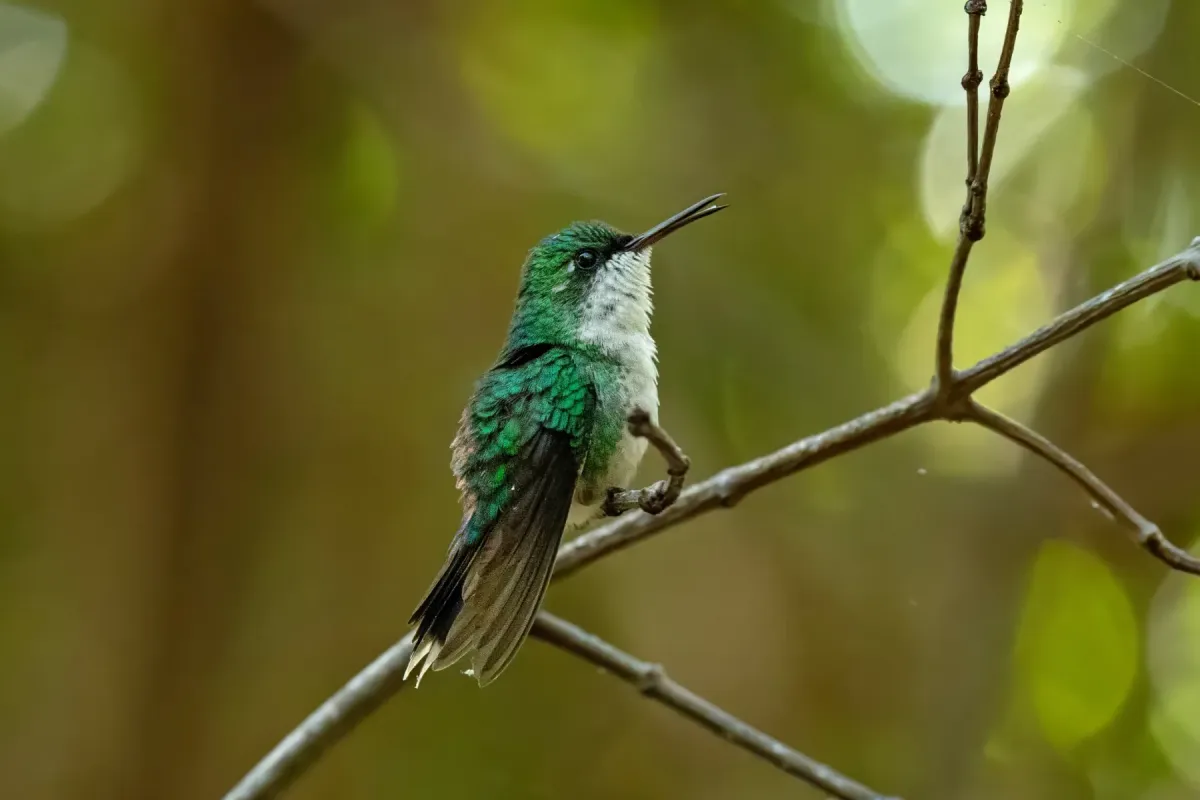 File:Puerto Rican emerald (Riccordia maugaeus).jpg