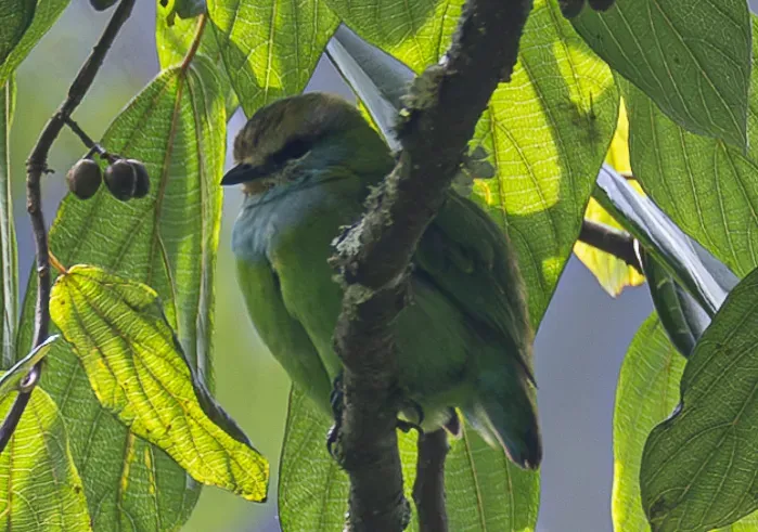 File:Grauer's broadbill (Pseudocalyptomena graueri) 01 (cropped).jpg