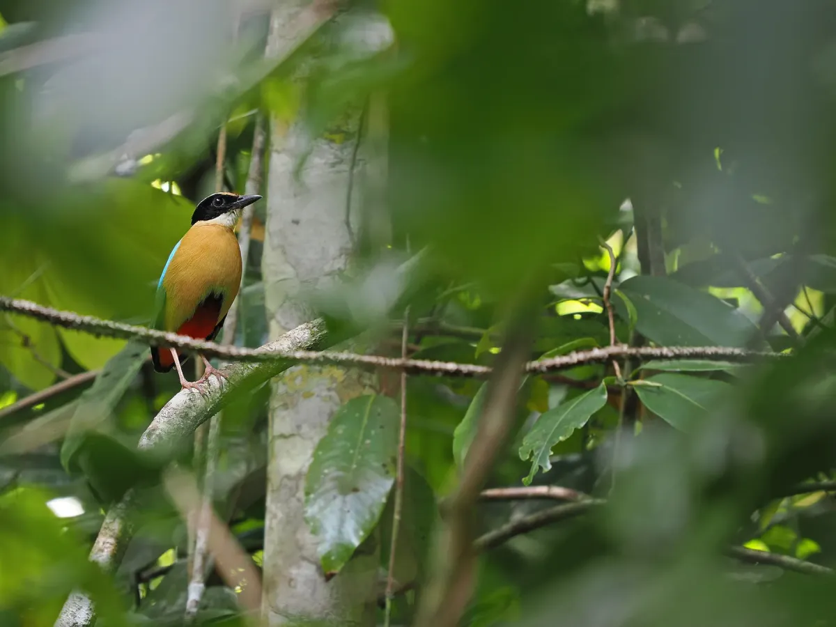 File:Banda Sea pitta (Pitta vigorsii).jpg