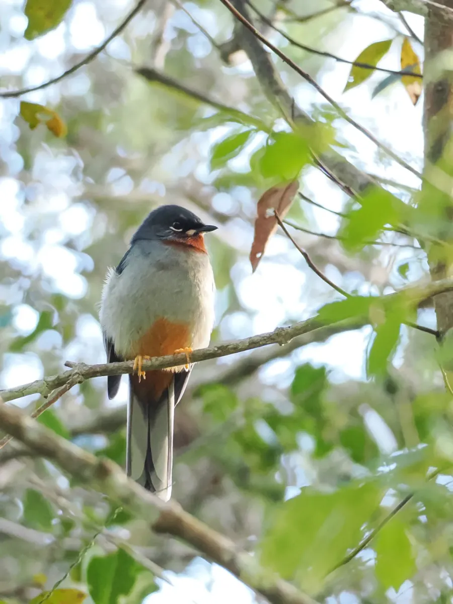 File:Myadestes genibarbis montanus - steve b - 610842369.jpeg