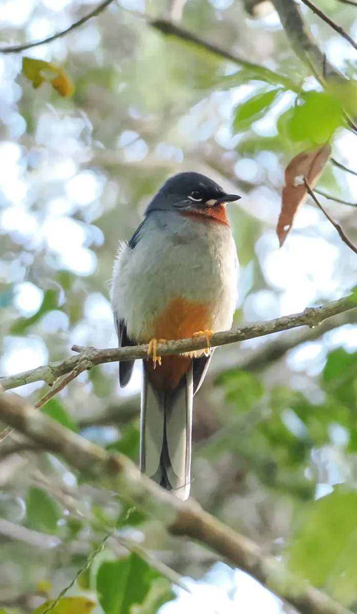 File:Myadestes genibarbis montanus - steve b - 610842369 (cropped).jpeg