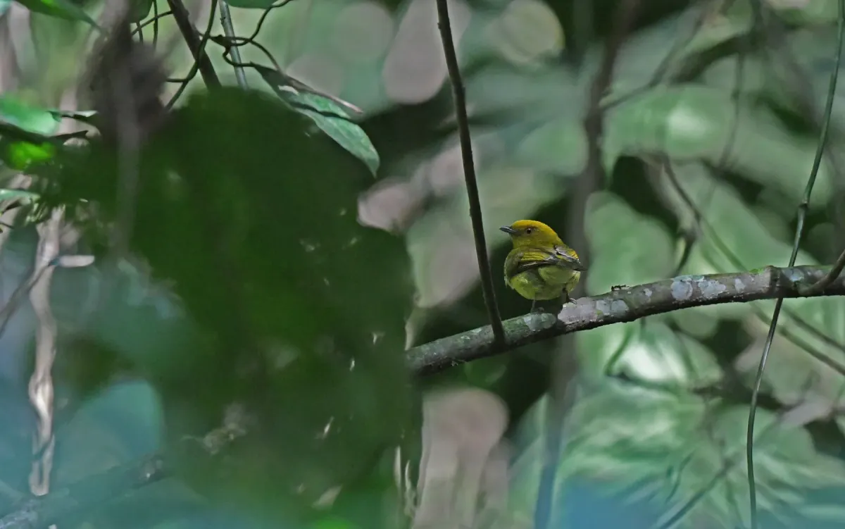 File:Chloropipo flavicapilla (Yellow-headed Manakin), Antioquia, Colombia 2.jpg