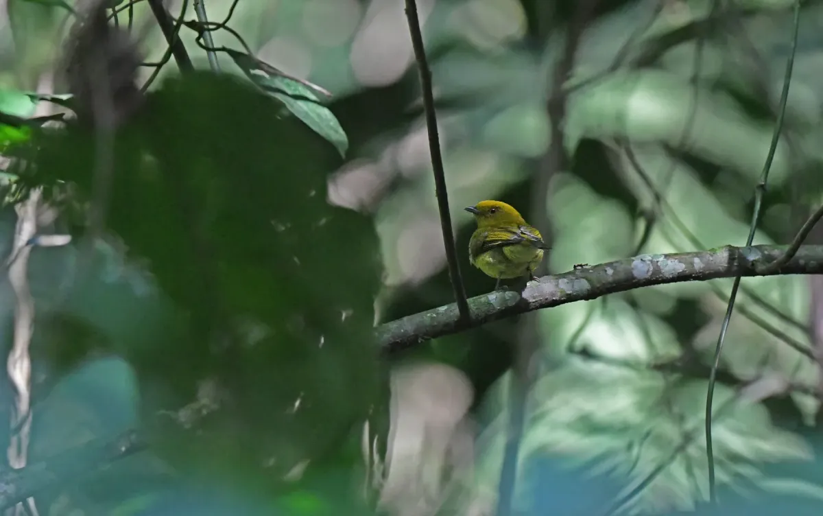 File:Chloropipo flavicapilla (Yellow-headed Manakin), Antioquia, Colombia 3.jpg