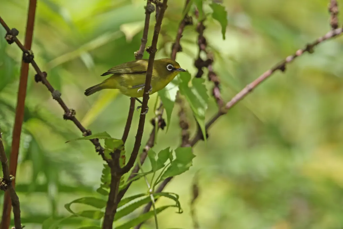 File:Zosterops buruensis - James Eaton - 440527637.jpeg