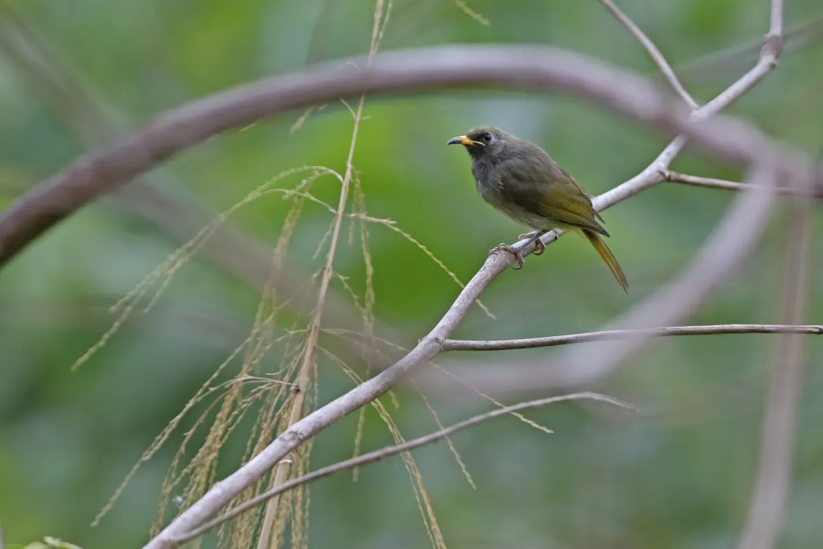 File:Lichmera deningeri - James Eaton - 440527766.jpeg