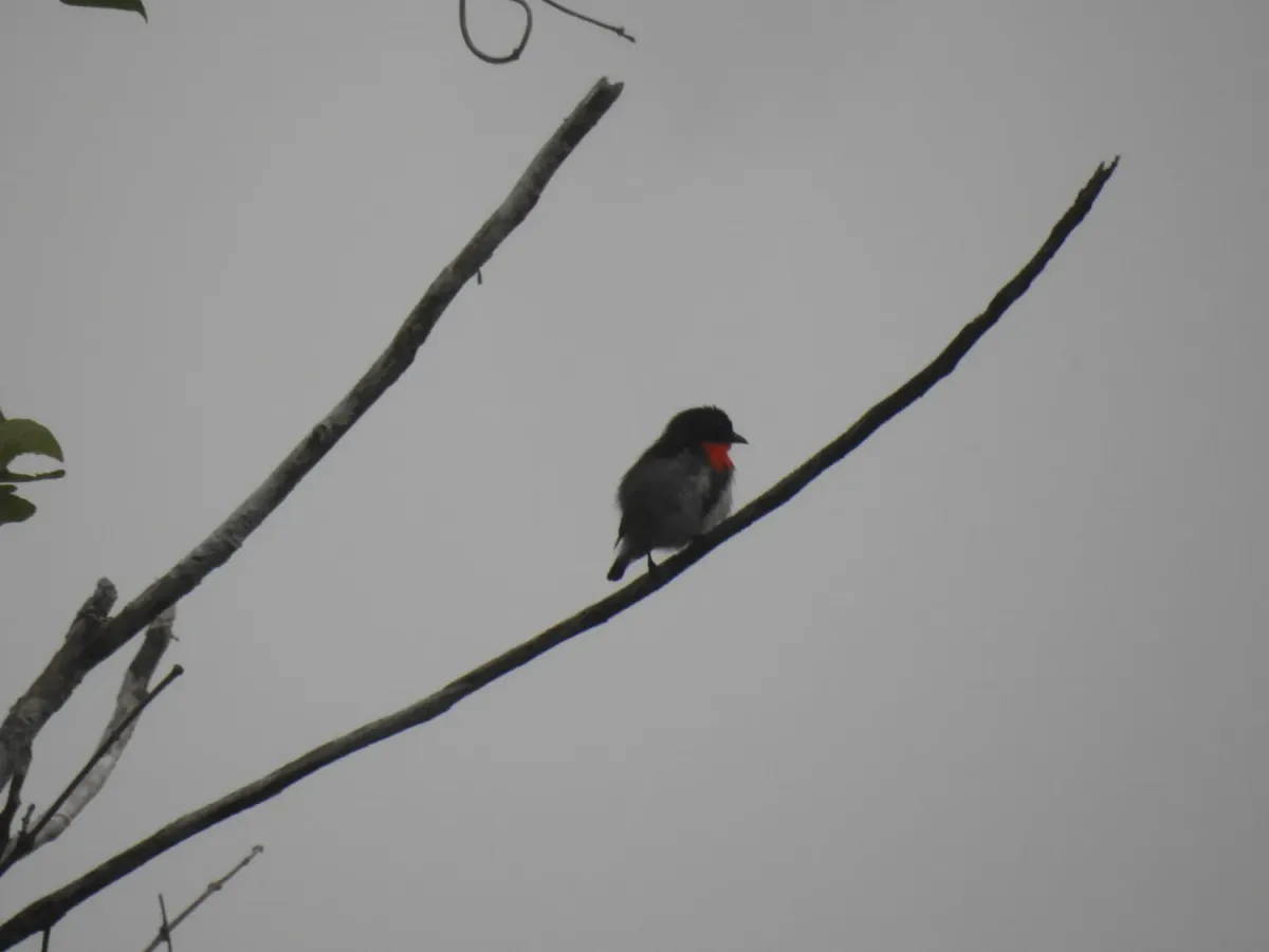 File:Dicaeum wilhelminae - porkytama - 459611348.jpeg