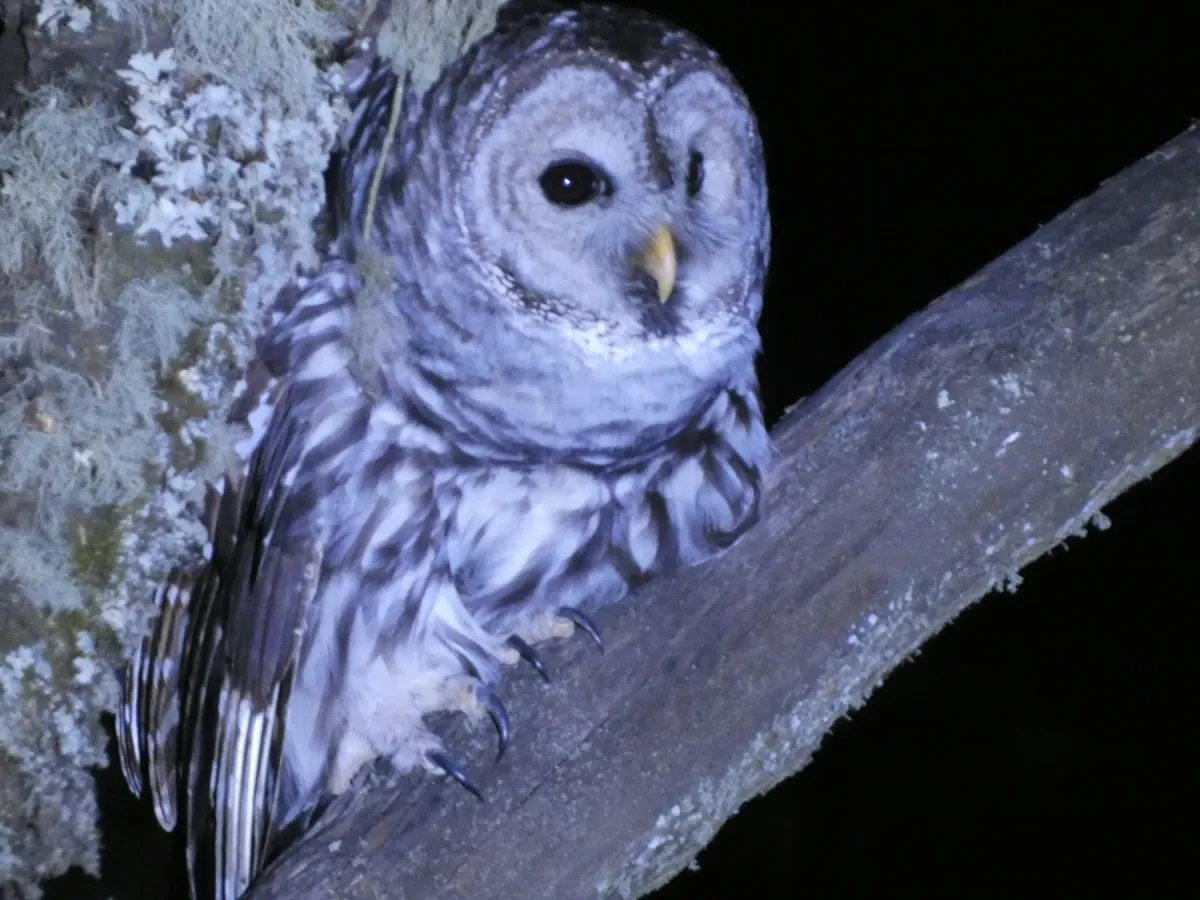 File:Strix sartorii - datadan - 607380201.jpeg