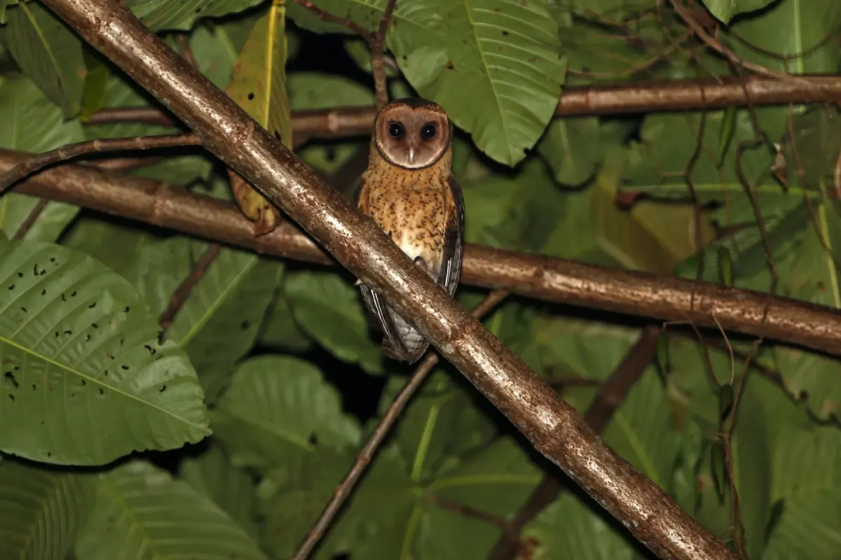 File:Tyto sororcula cayelii - James Eaton - 440527919.jpeg