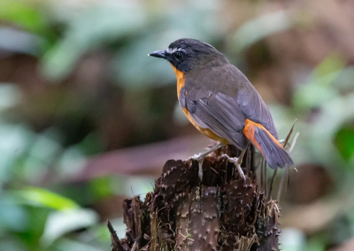 File:Cossyphicula isabellae - martin ingemansson - 470067870.jpeg