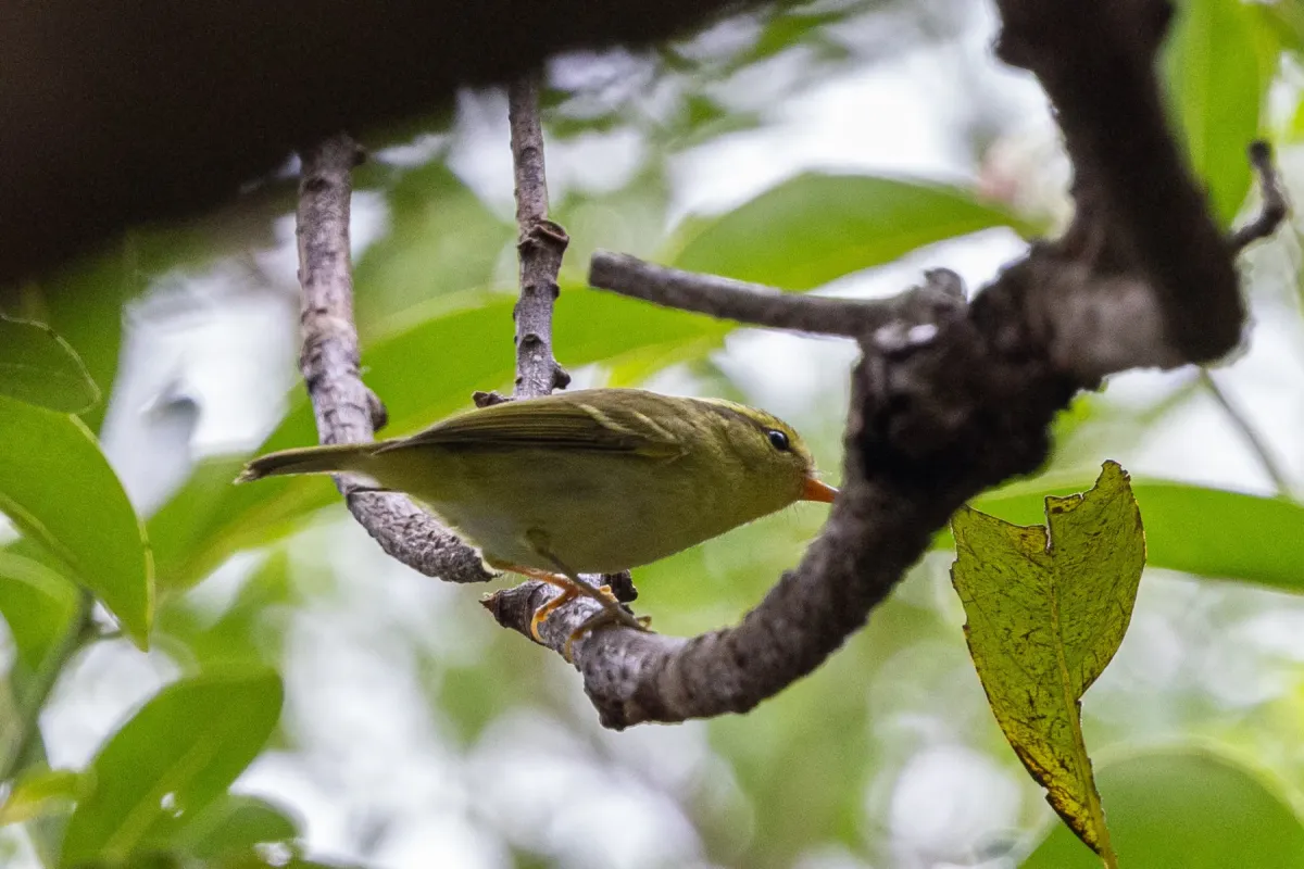 File:Phylloscopus goodsoni - Kalvin Chan - 586012355.jpeg