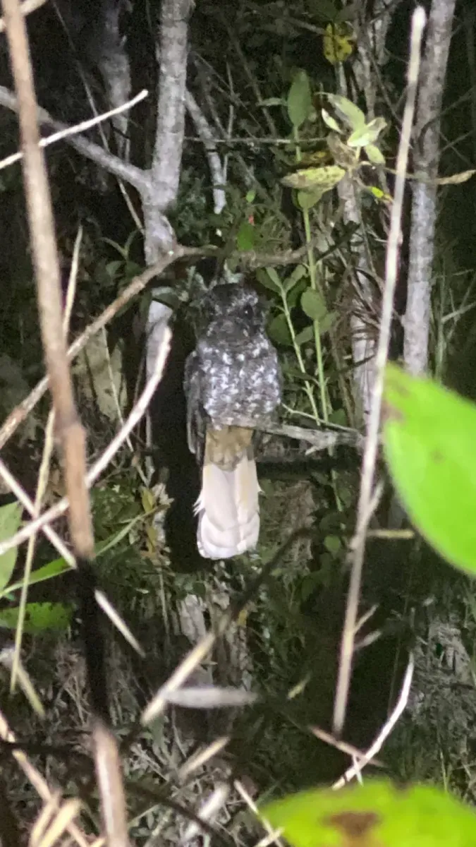 File:Antrostomus ekmani - Esteban Pelaez - 390241090.jpeg