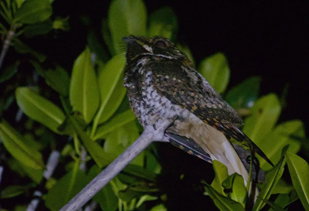 File:Antrostomus badius - Blake Ross - 362922236.jpeg