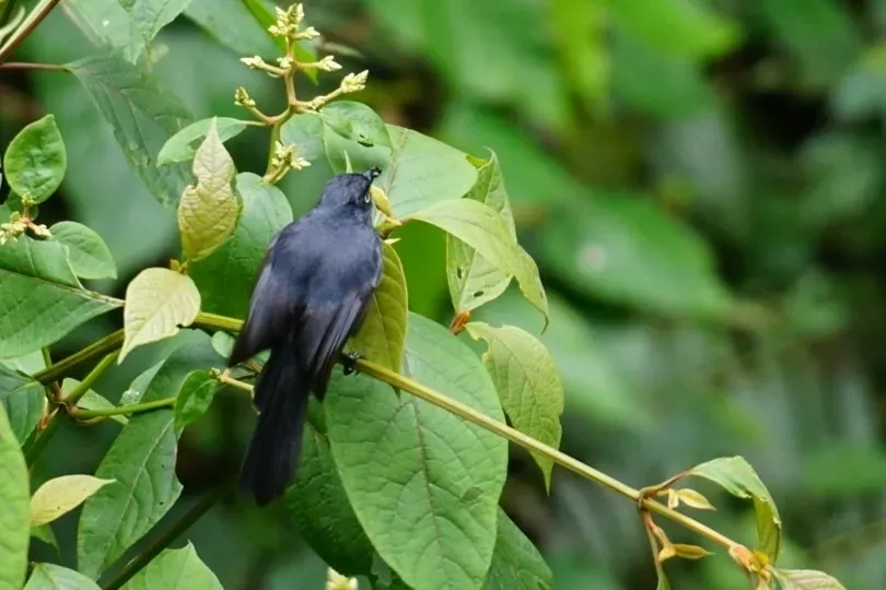 File:Melaenornis ardesiacus - Michał Żyła - 464885713.jpeg