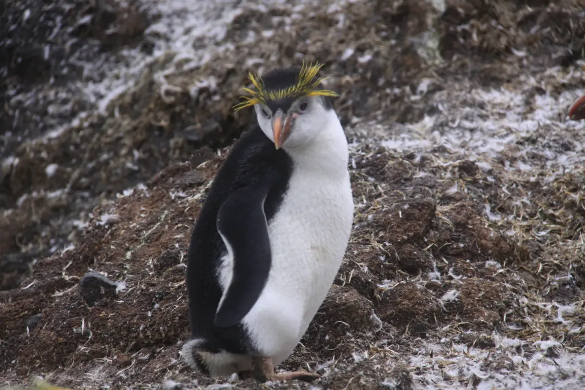 File:Eudyptes schlegeli 387717075.jpg