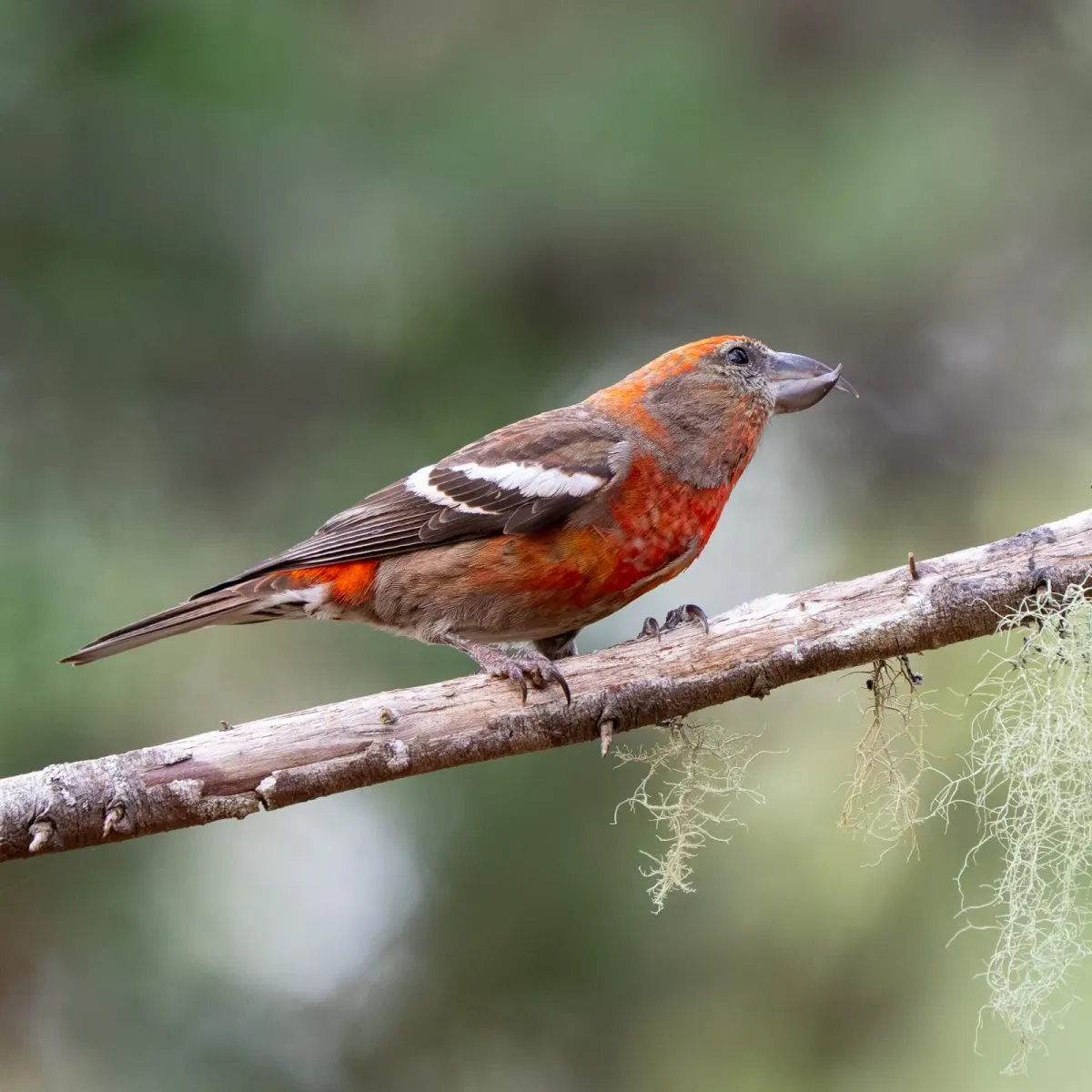 File:Loxia megaplaga 474981492.jpg