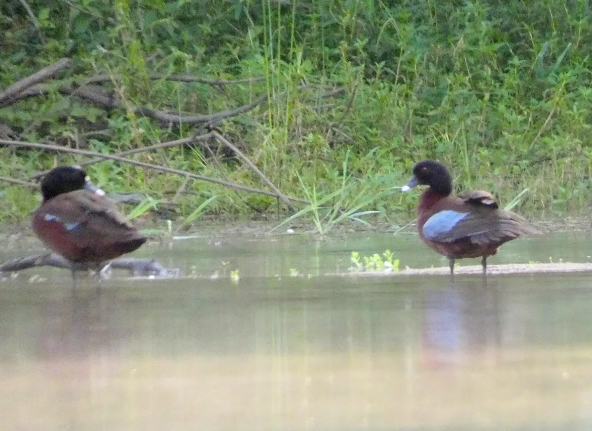 File:Pteronetta hartlaubii (Hartlaub's Duck), Méfou-et-Akono, Cameroon 1.jpg