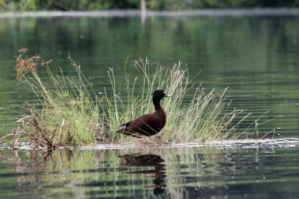 File:Pteronetta hartlaubii (Hartlaub's Duck), Lac Mafoumi, Gabon 1.jpg