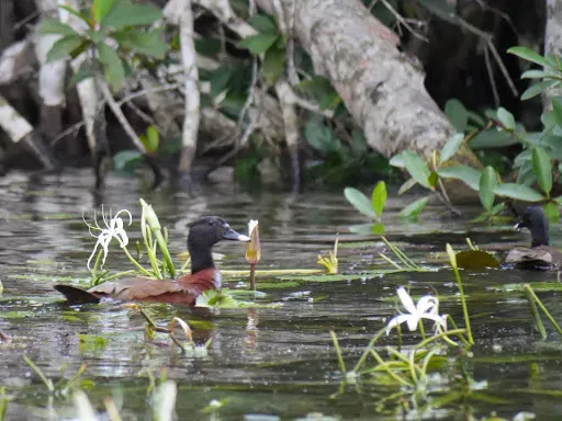 File:Pteronetta hartlaubii (Hartlaub's Duck), Conkouati-Douli NP, Congo 2.jpg
