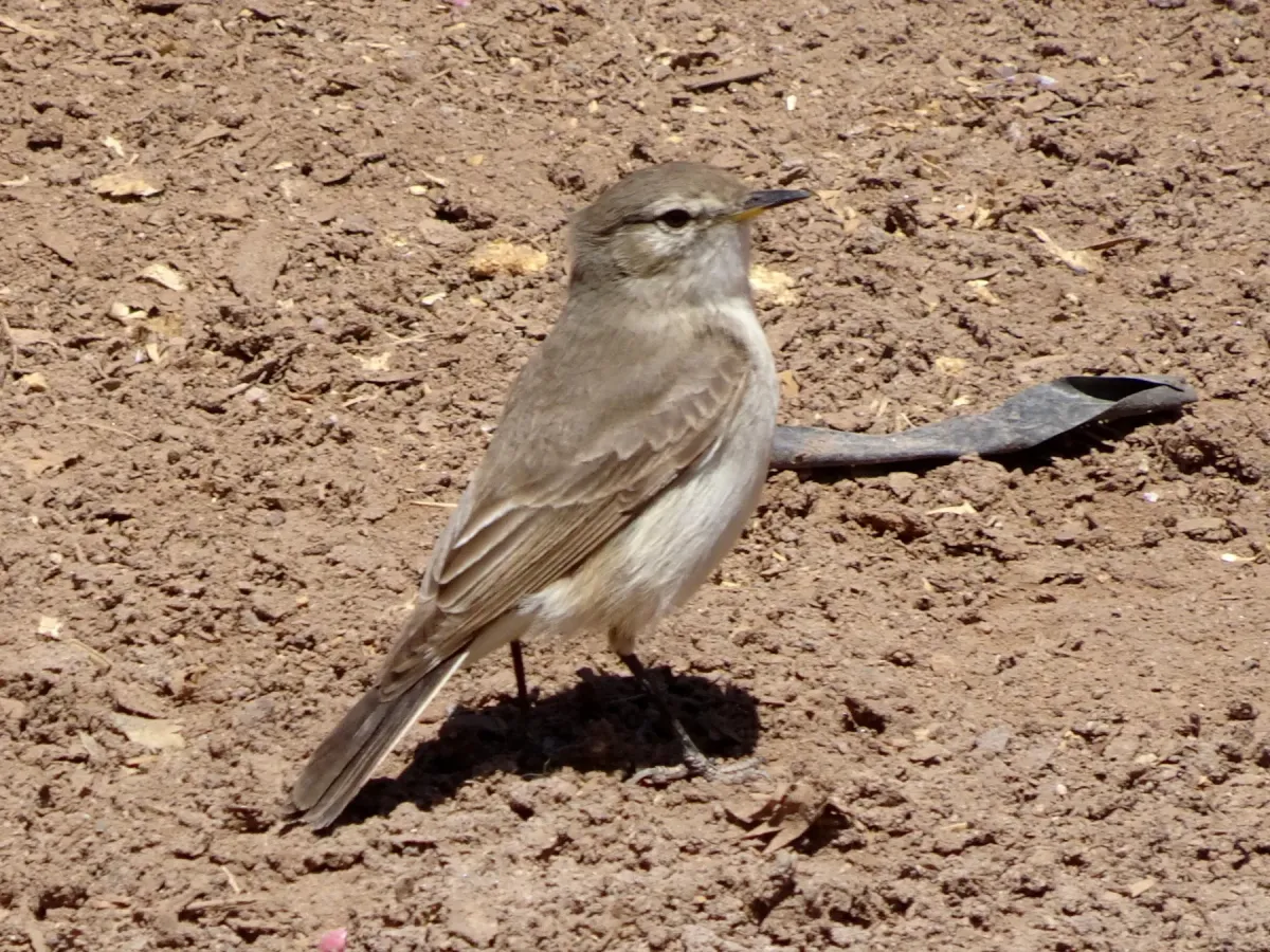 File:Muscisaxicola maculirostris 449646219.jpg