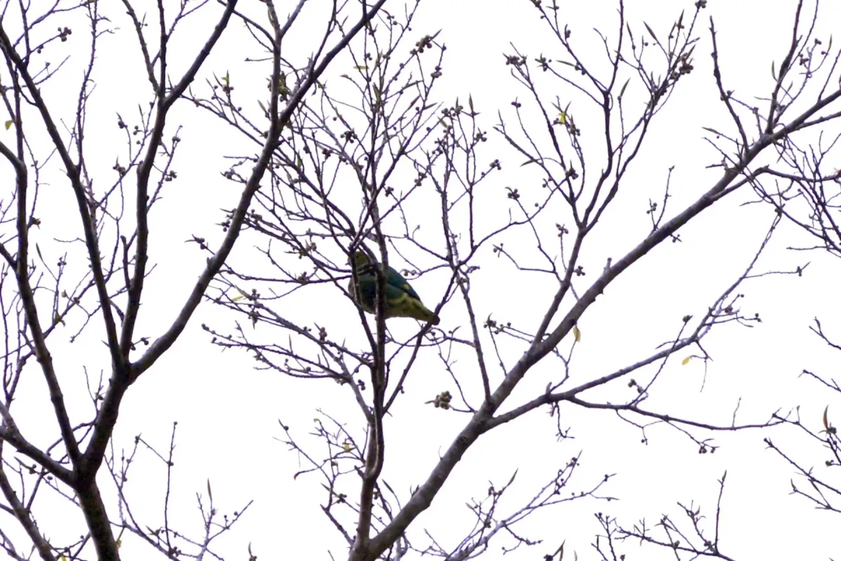 File:Ptilinopus tannensis - Dominik Maximilián Ramík - 550811777.jpeg