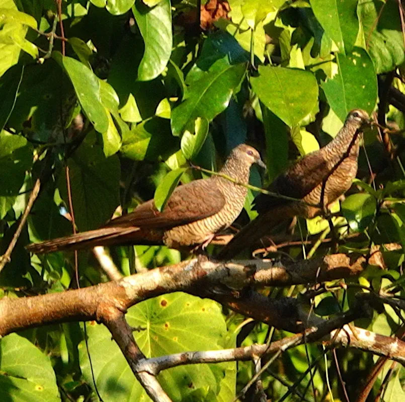 File:Macropygia timorlaoensis - desertnaturalist - 332191901.jpeg