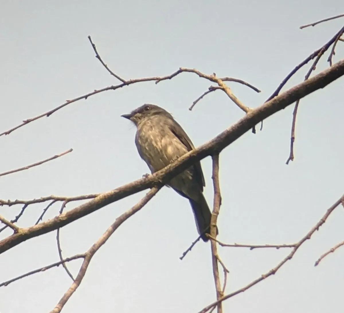 File:Fraseria tessmanni - Ben Keen - 353540158.jpeg