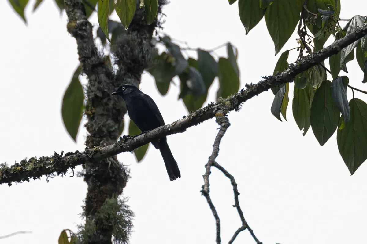 File:Melaenornis ardesiacus in Uganda 393649114.jpg