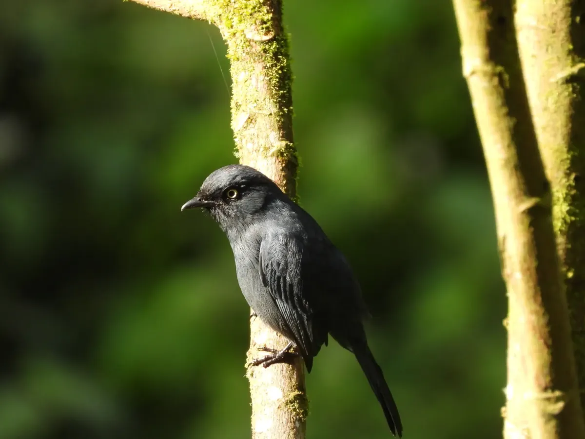 File:Melaenornis ardesiacus in Rwanda 588074054.jpg