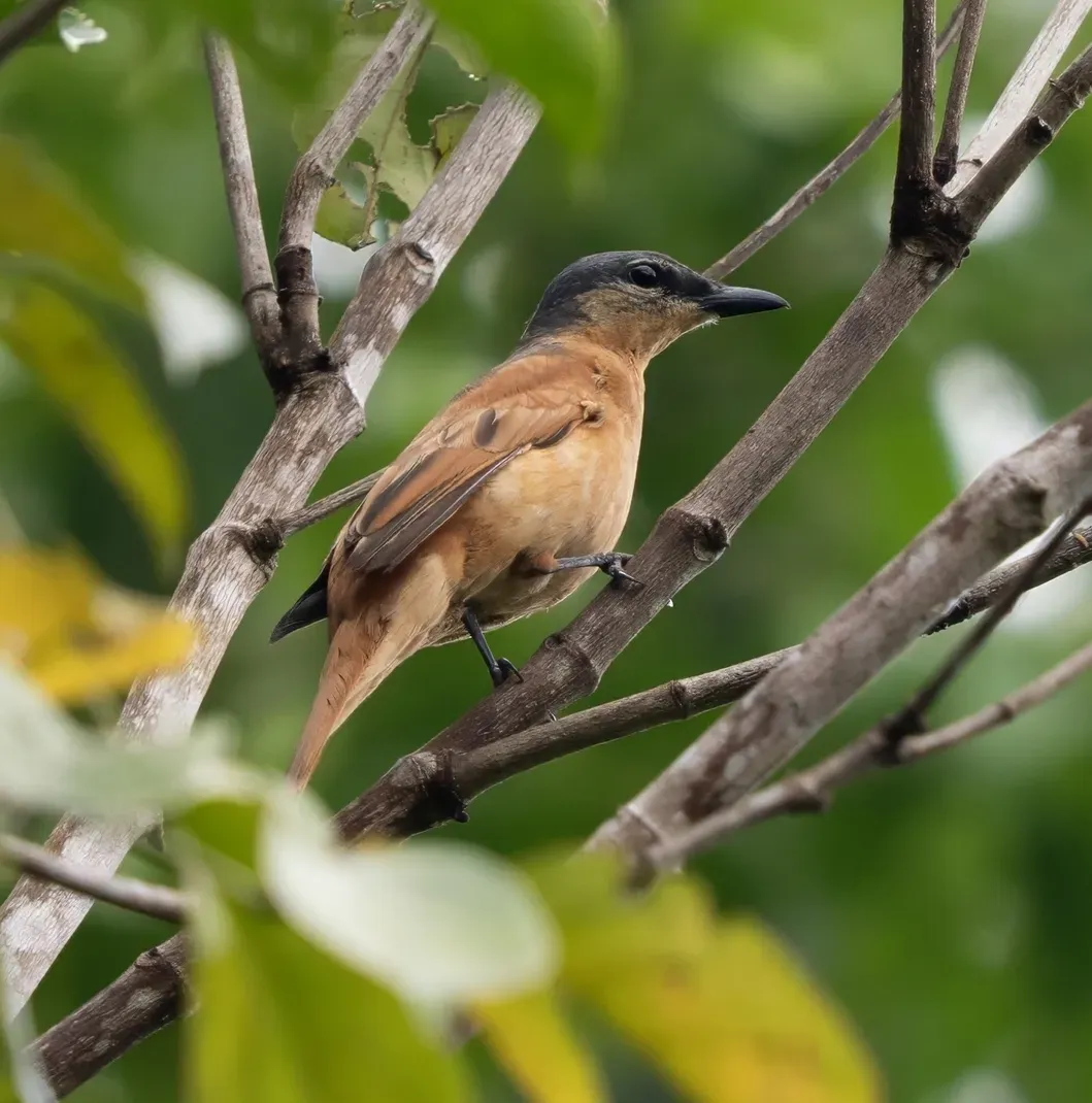 File:Edolisoma pelingi - James Eaton - 583464431.jpeg