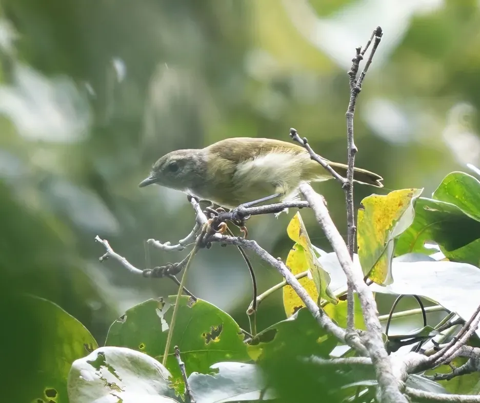 File:Phylloscopus poliocephalus suaramerdu - James Eaton - 583464609.jpeg