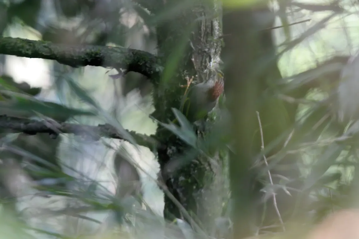 File:Schoeniparus variegaticeps - James Eaton - 337839263.jpeg